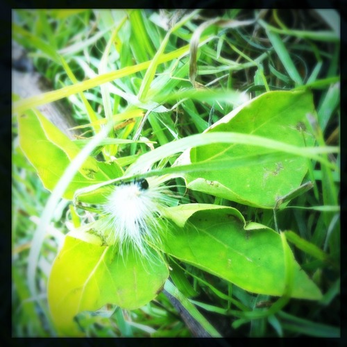 Not a hookah smoking caterpillar, but a little guy I moved from my arm to a blade of grass. Fortunately there was no contact rash.  